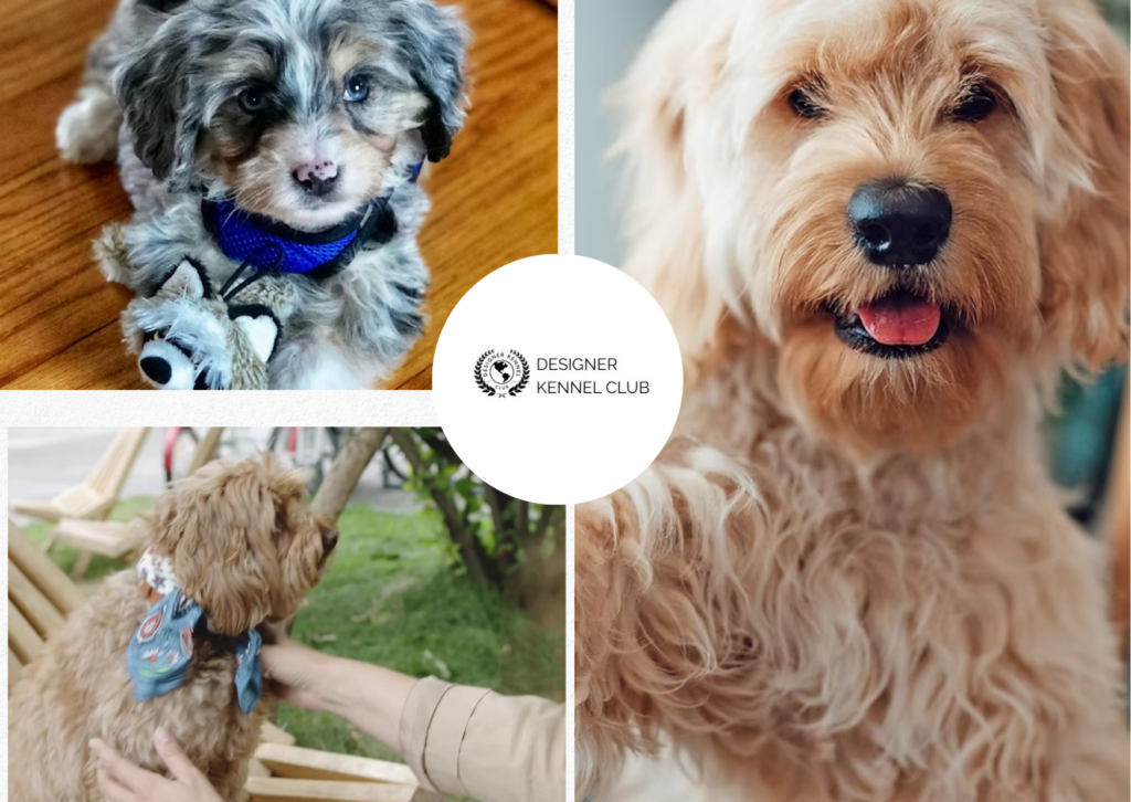 Buyer’s Guide to Rottiepoo Records and Registration copy of white and teal image collage retirement card 1787822738101 79201a61